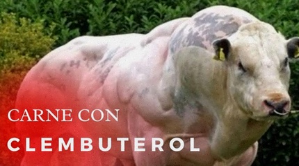 clembuterol